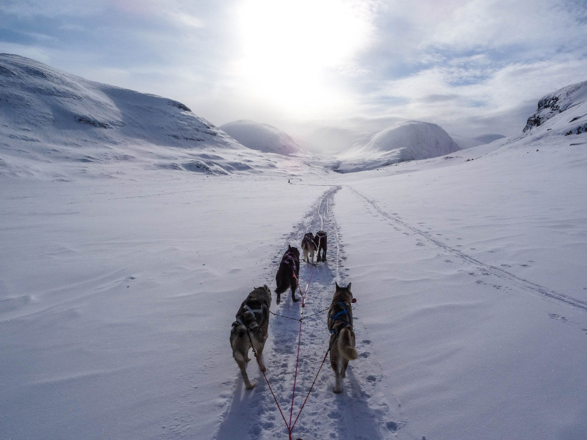 lofoten husky tour